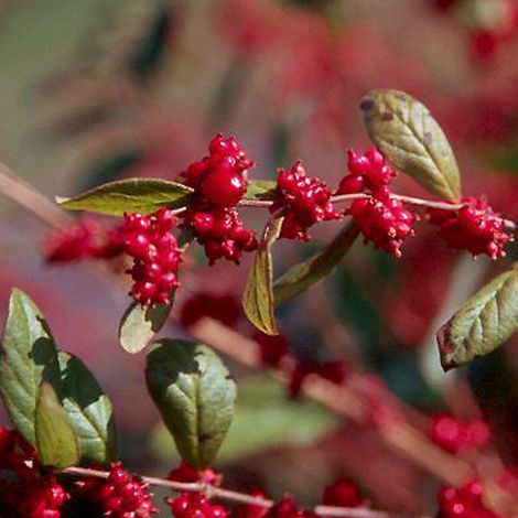 Symphorine 'Magic Berry' - 50-60 cm pot (1/4)