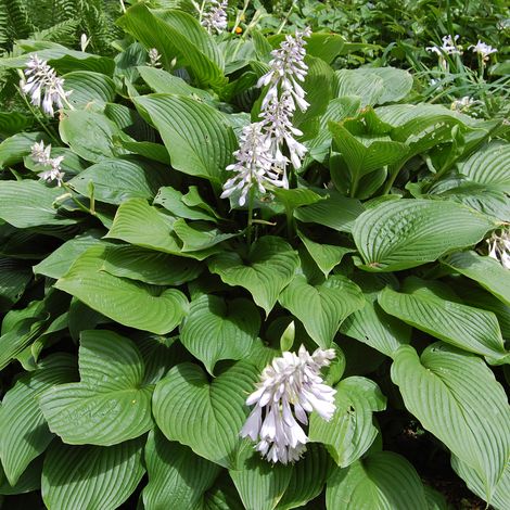 4 x Hosta sieboldiana - godet 9x9 cm