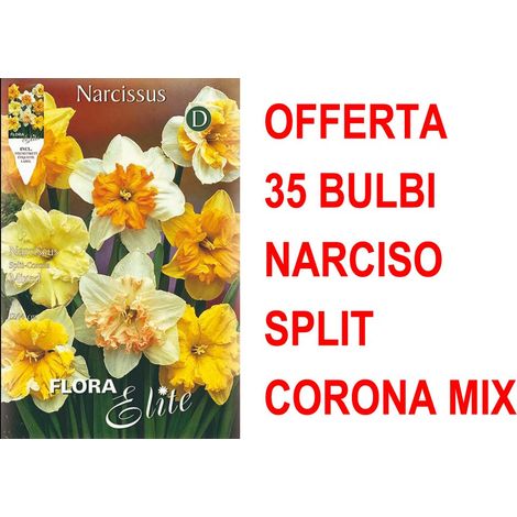 OFFERTA 35 BULBI NARCISO SPLIT CORONA MIX DI COLORI BULBS BULBES