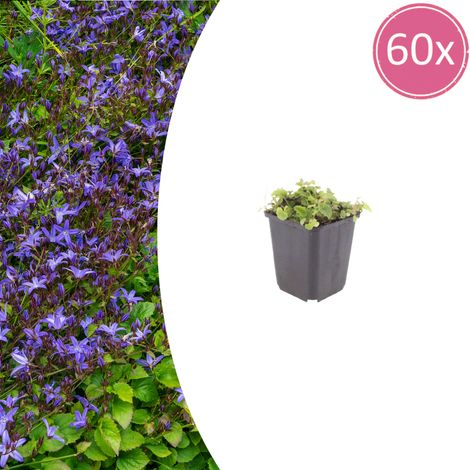 Lot de 60 Campanules des Balkans Campanula poscharskyana Vivace Couvre-sol Fleurs Bleues Pot Ø9cm - PANGIVO (1/5)