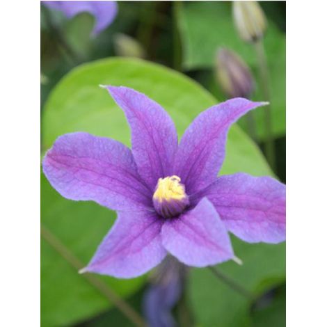 Clématite integrifolia 'Arabella' Pot de 1,5L/2L