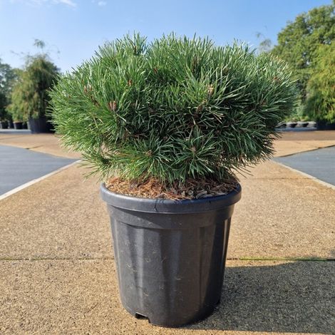 Pin sylvestre 'Sandringham' Pot 18L 40/50cm - Pinus sylvestris Sandringham (1/2)