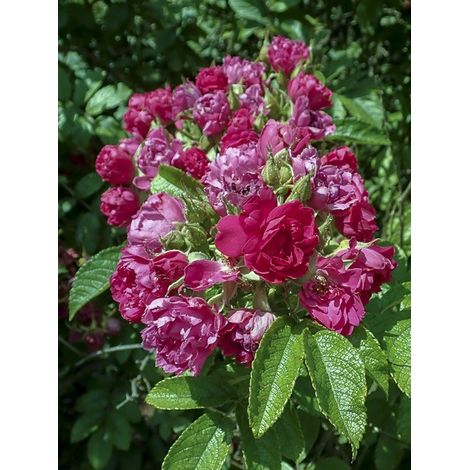 Rosier rugueux 'FJ Grootendorst' Pot de 4L/5L