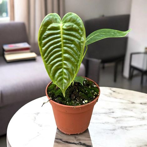 Gardenaria Anthurium veitchii - Pianta da interno ornamentale - Altezza: 30 cm (vaso 14) (1/5)