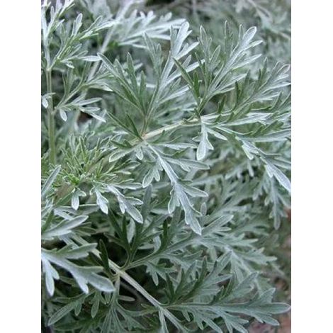 Artemisia 'Powis castle' Godet de 8/9 cm (1/2)