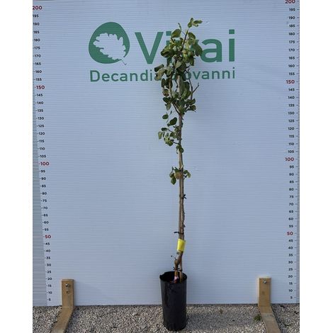 PIANTA DI PISTACCHIO VARIETA' KERMAN IN VASO SU PORTAINNESTO UCB1 (femmina)