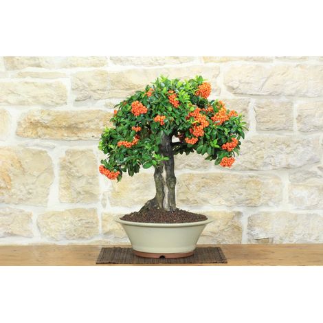 Bonsai di Pyracantha Coccinea (170)