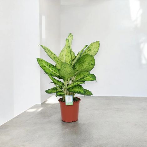 Gardenaria Dieffenbachia 'White Amazon' - Pianta da interno ornamentale - Altezza: 80 cm (vaso 24) (1/5)