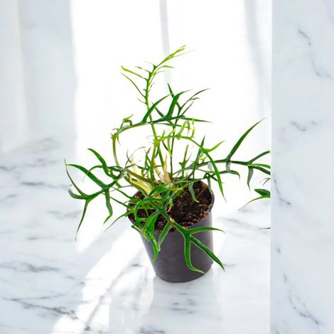 Gardenaria Philodendron tortum 'Good luck' - Pianta da interno ornamentale - Altezza: 30 cm (vaso 12) (1/5)