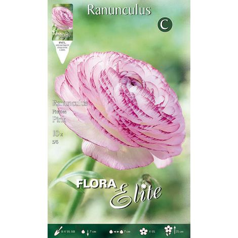 RANUNCOLO PICOTEE ROSA (CONFEZIONE DA 10 BULBI)