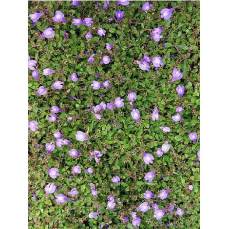 Mazus reptans Godet de 8/9 cm (1/3)