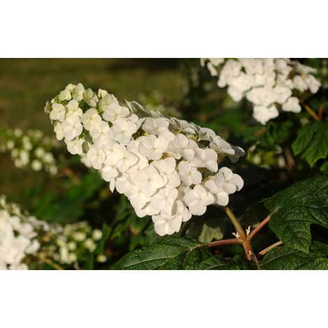 Gardenaria Ortensia - Hydrangea Quercifolia 'Applause' - Pianta acidofila ornamentale da esterno - Altezza: 40/50 cm (vaso19) (1/2)
