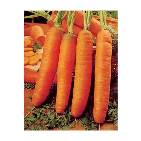 CAROTTE DE CARENTAN DEMI LONGUE - 10 G