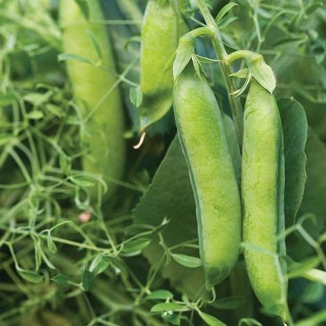 Graines de Pois Sucré Croquant – 10g (environ 40-50 graines) – Variété Douce – Culture Jardin Potager (1/3)