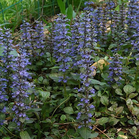 4 x Bugle rampant - Ajuga reptans  - godet 9x9 cm (1/5)