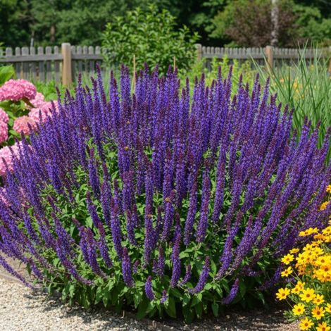 Sauge des bois Blue Bouquetta®/Godet - 5/20 cm