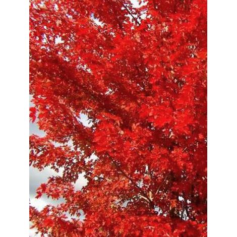 Érable 'Autumn Blaze' Pot de 12L/15L, Baliveau (1/5)