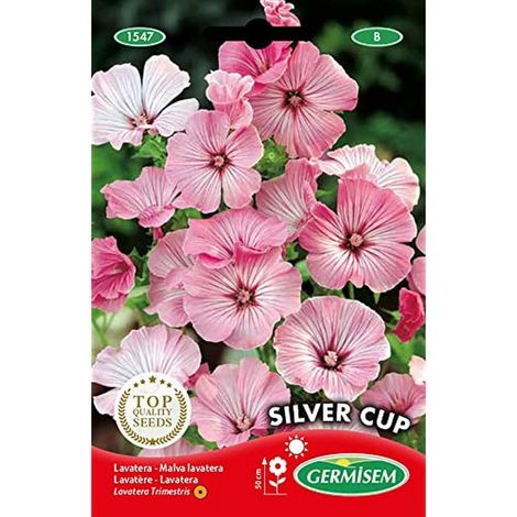 Graines Lavatère SILVER CUP (1/2)