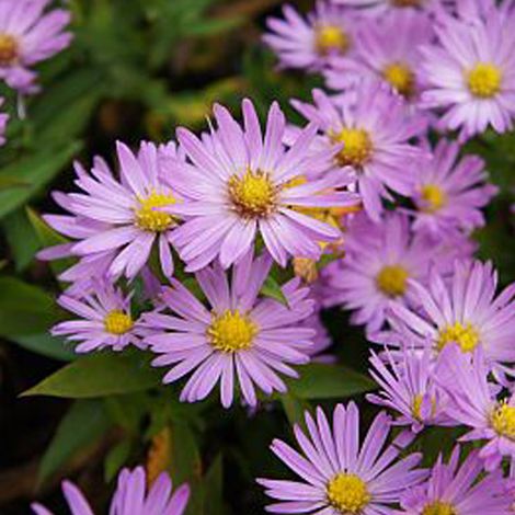 4 x Aster nain  - Aster dumosus 'Anneke'  - godet 9x9 cm