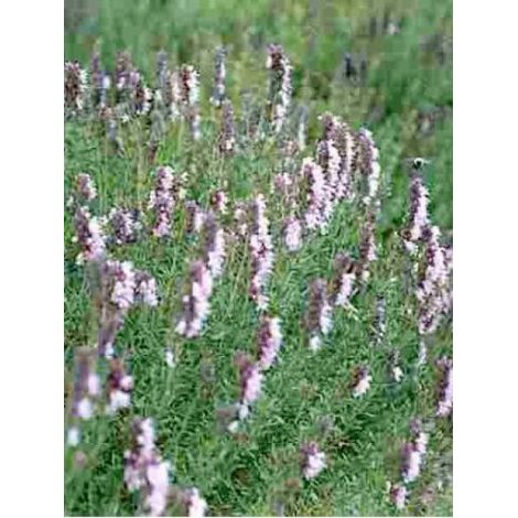 Hysope officinale 'Roseus' Godet de 8/9 cm