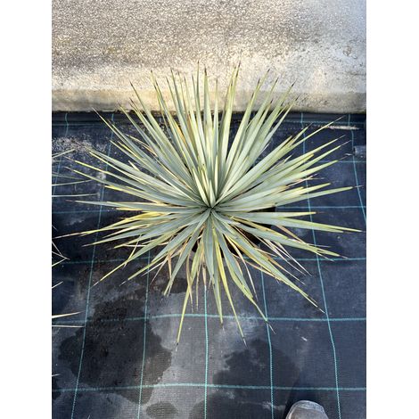 Yucca Rostrata Pot 24 cm Plante Grasse Architecturale Résistante au Gel