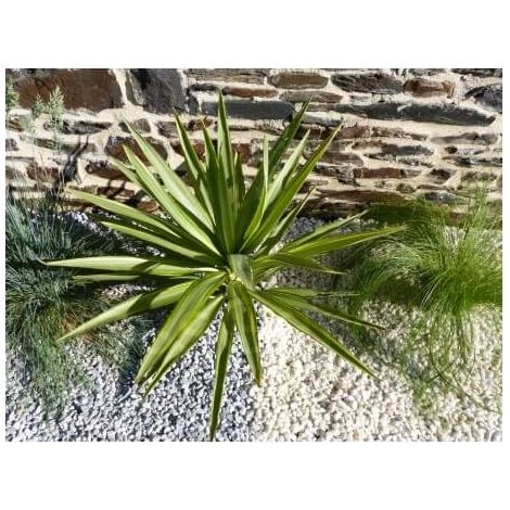 Kieselstein Hellgrau 6-12 - Pack 25 M² - 50 Säcke - 1000 kg