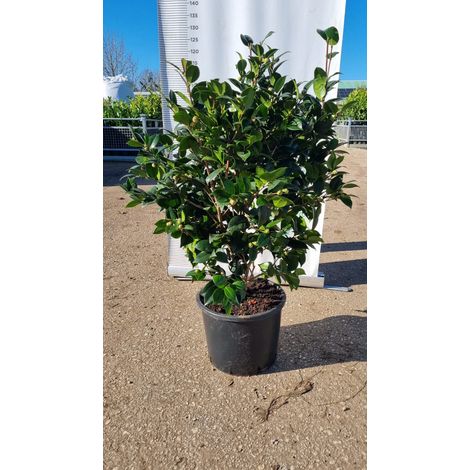 PIANTA DI CAMELIA JAPONICA VASO 30 CM COLORI MIX (foto reali)