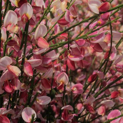Genêt - Cytisus 'Hollandia' - 40-60 cm pot (1/5)