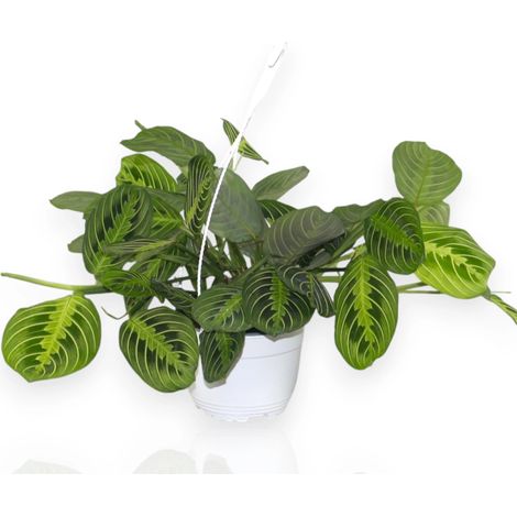 Gardenaria Maranta leuconeura 'Lemon Lime' - Pianta da interno ornamentale - Altezza: 30 cm (vaso 12) (1/5)