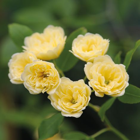 Rosa rampicante Gialla "Banksiae Lutea" pianta di rose rifiorente in vaso 9 cm