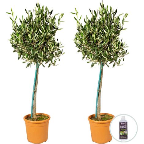 Bloomique - Lot de 2 - Olea Europaea - Olivier sur tige - Plantes de jardin - Résistant au gel - Engrais inclus - Hauteur 80-100 cm - Pot 19 cm (1/5)