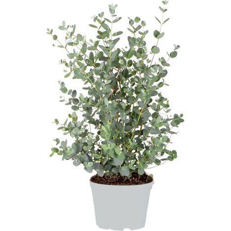 Eucalyptus gunnii – Gommier persistant ⌀17 cm – Hauteur 40-50 cm – Feuillage gris-vert pour balcon et terrasse