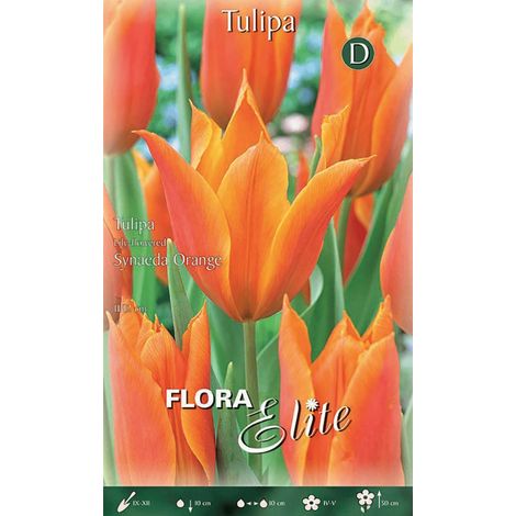 TULIPANO FIOR DI GIGLIO SYNAEDA ORANGE DA 7 BULBI AUTUNNALI BULBS