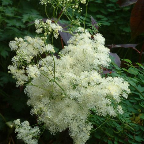 4 x Pigamon  - Thalictrum aquilegifolium 'Album'  - godet 9x9 cm (1/4)