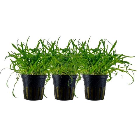 Aquarium Pflanze 3 Stück Lilaeopsis brasiliensis Wasserpflanze Topf Nr.340 Set