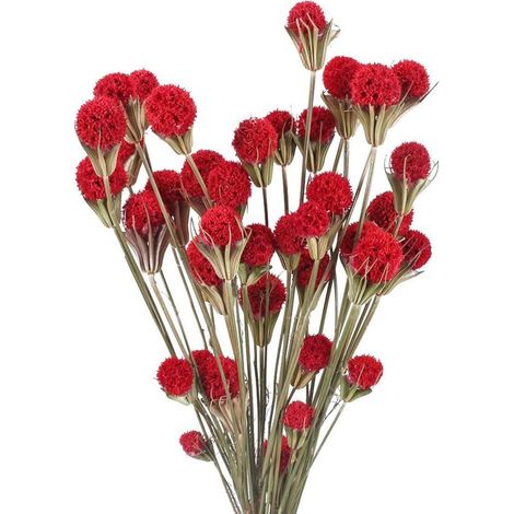 Fleurs Séchées Craspedia - Bouquets Naturels Jaunes - Décoration Intérieure Maison Café Mariage - 60 Pièces - Tige 60 cm (1/5)