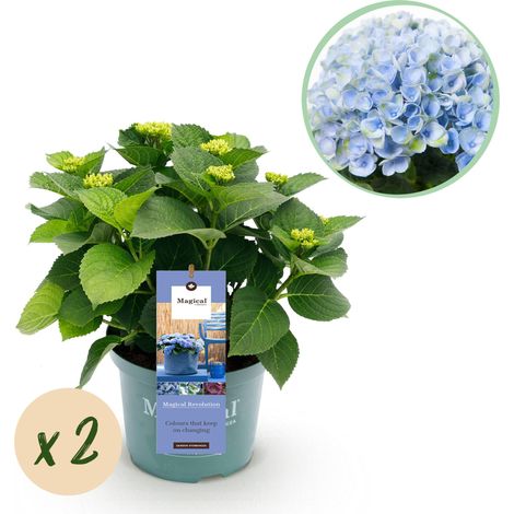 Lot de 2 Hortensias Hydrangea Magical Revolution Blue - Plante de Jardin et Terrasse - Bleu - 55 cm - PANGIVO (1/5)