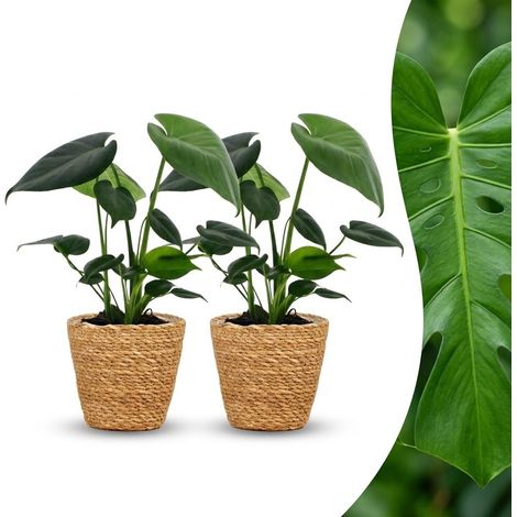 Plante d'intérieur Monstera Deliciosa avec Panier en Jonc de Mer Lot de 2 Pot 12 cm H 30 cm (1/5)