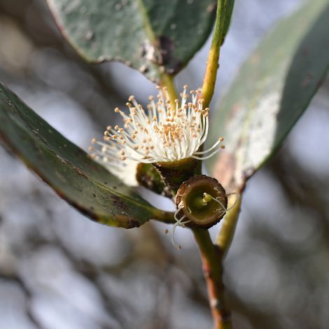 Eucalyptus kybeanensis - Frêne Kybean mallee Pot de 4L/5L, Pot anti-chignon