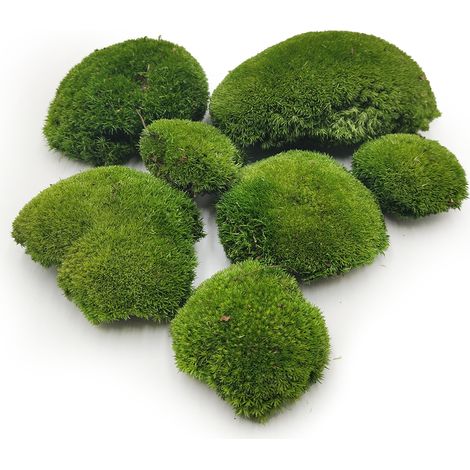 Muschio a cuscino - Verde scuro naturale - 0,062 m² (40x15 cm) - Svezia