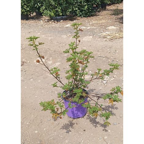 Hibiscus Bleu Alyogyne Huegelii Pot 18 cm Arbuste à Fleurs Persistant (1/3)