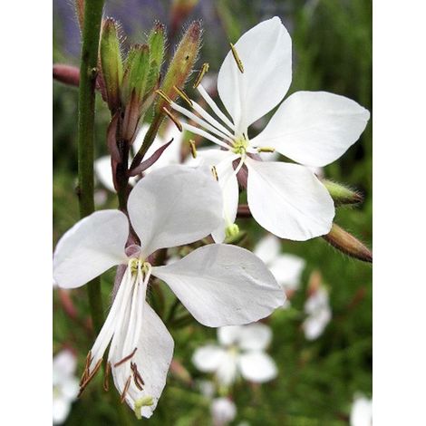 Gaura de lindheimer 'Blanche' Godet de 7/8 cm
