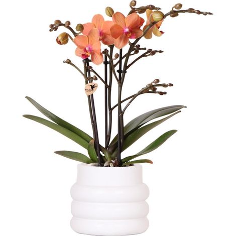 Orchidée Phalaenopsis Orange avec Pot en Céramique Blanc ø 9 cm Plante d'Intérieur Fleurie - PANGIVO (1/5)