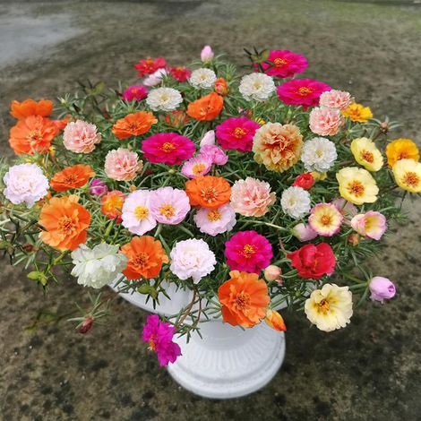 10 000 graines de tournesol multicolore à fleurs doubles, adaptée aux semis toute l'année, floraison multicolore, idéale pour les balcons et les jardins (1/5)