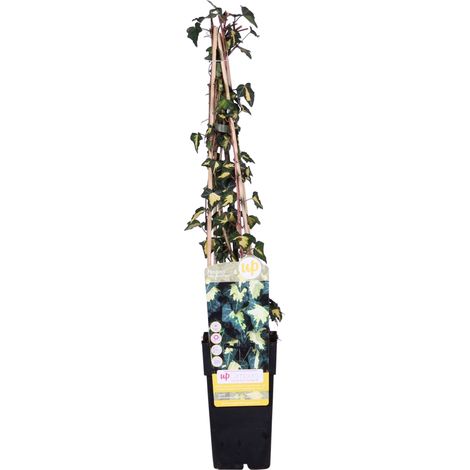 Lierre Grimpant Hedera helix Goldheart Feuillage Doré H 65 cm Pot 15 cm Lot de 4 - PANGIVO (1/3)