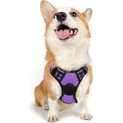 Harnais Chien M Arnais Violet Anti Traction Réfléchissant Gilet Réglable pour Chien Grand Taille, Attache Devant Crochet de Laisse pour Randonné Trajet Voiture, American Staff, Border Collie-Ensoleill (1/5)