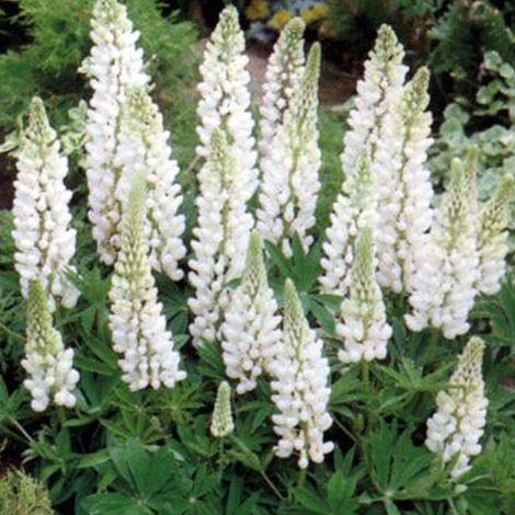 4 x Lupin  - Lupinus 'Noble Maiden'  - godet 9x9 cm (1/5)