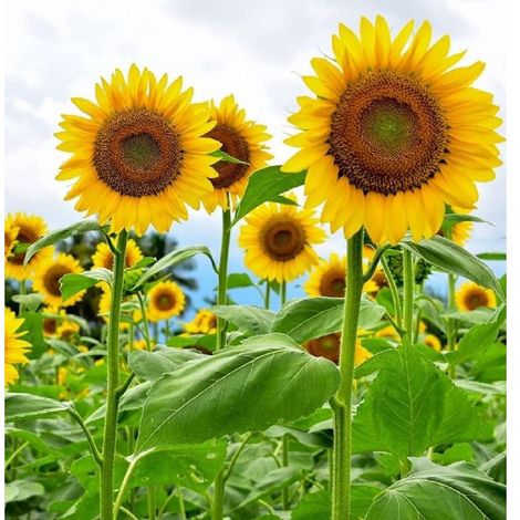 500 pièces Graines Tournesol Fleur Unique – Jardin Extérieur, Semences de Fleurs Rustiques, Haute Productivité et Floraison Longue (1/5)