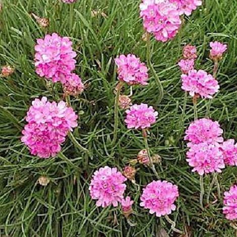 4 x Gazon d'Espagne  - Armeria maritima 'Rosea'  - godet 9x9 cm (1/4)