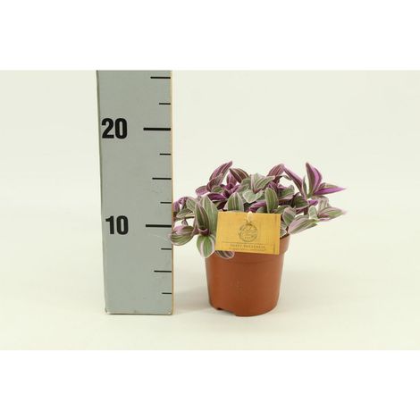 Tradescantia Sweetness plante d’intérieur feuillage décoratif pot 10,5 cm croissance compacte facile entretien - PANGIVO (1/5)